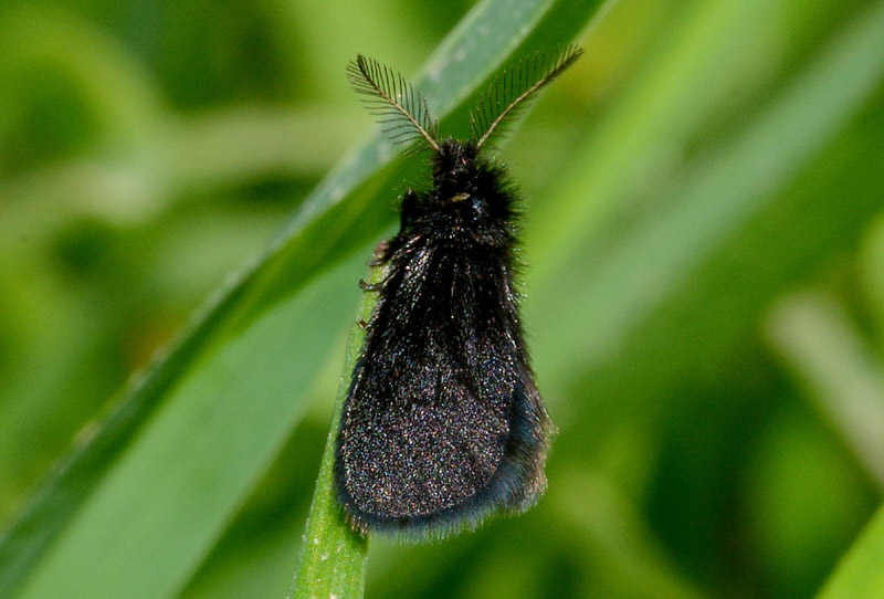 Identificazione falena - Psychidae: Epichnopterix plumella